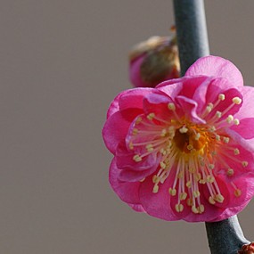 梅花报春