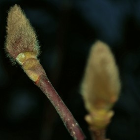 秋芽？