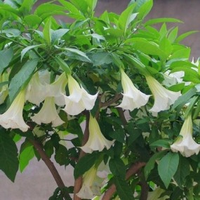 花卉欣赏