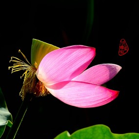 荷花