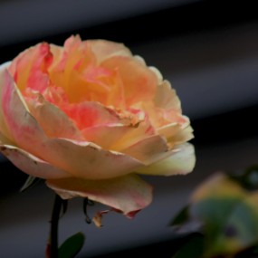 月季花