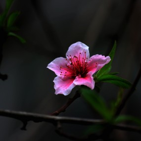 桃花