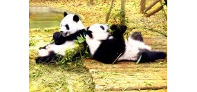 成都印象