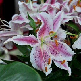百合花