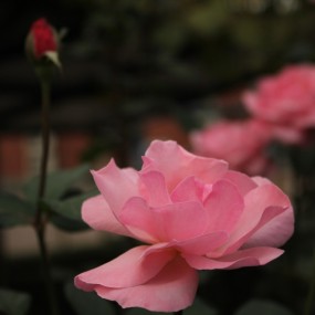 秋日之花