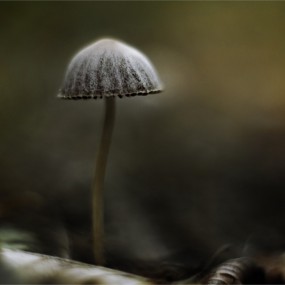 拍一个小菌菇