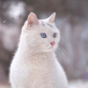 猫猫