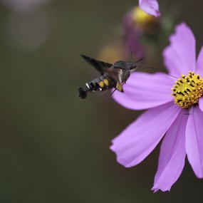 格桑花与蜂蛾