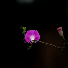 2016牵牛花