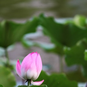 丰庆荷花