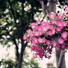 路边小花