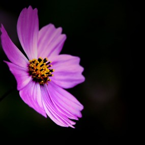 雨中格桑花