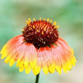 随拍小花2