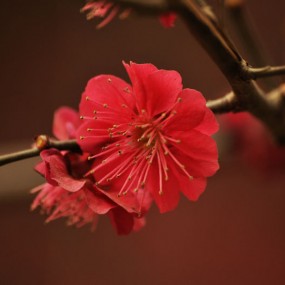 梅花争艳