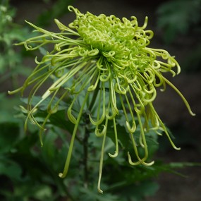 秋菊