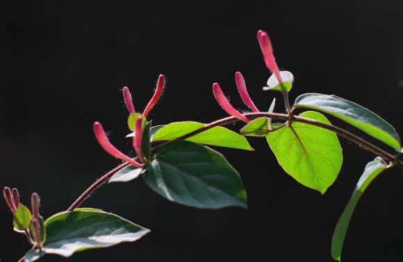 五彩金银花