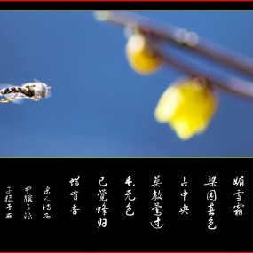 腊梅与古诗