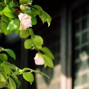 有一种美，穿越千年！