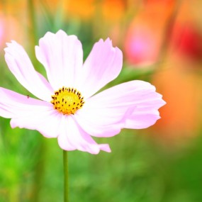 格桑花