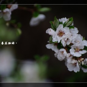 春花物语3