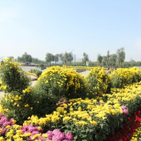 菊龙