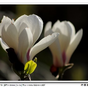 玉兰花开