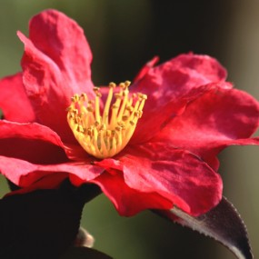 茶花