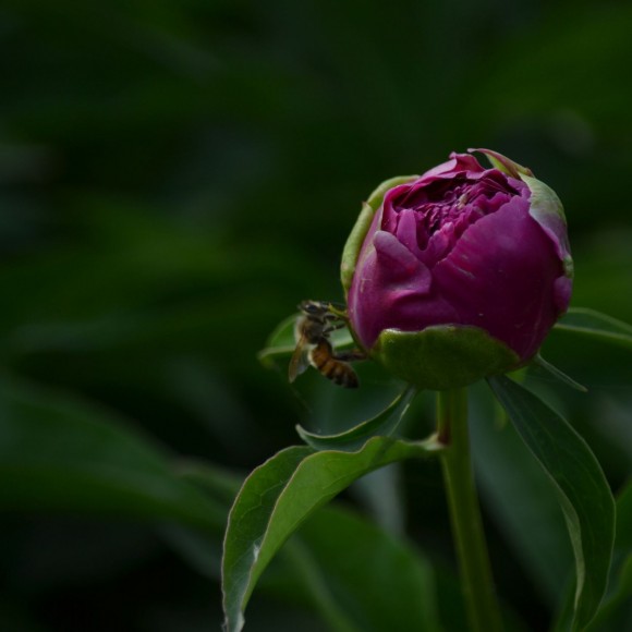 那些花儿