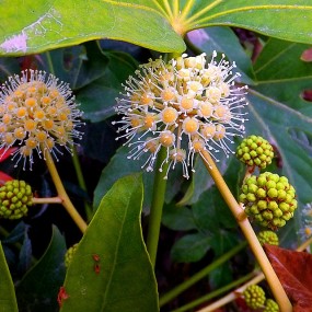 冬花求名？