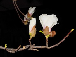 夜拍玉兰花