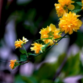 小黄花