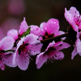 雨中的桃花