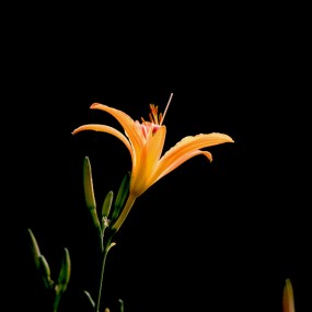 宣草花