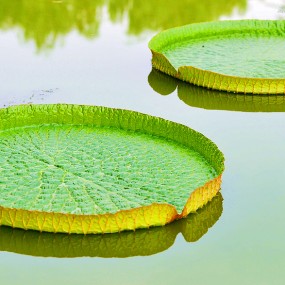 雨中植物园