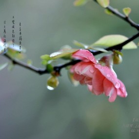 【海棠春色】