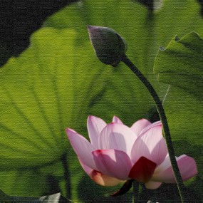 荷