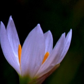 葱兰花