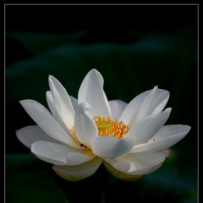 赏荷、仰荷