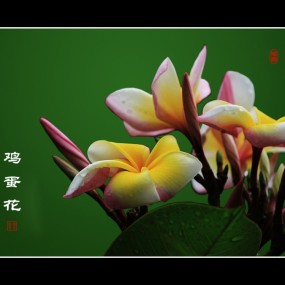 鸡蛋花