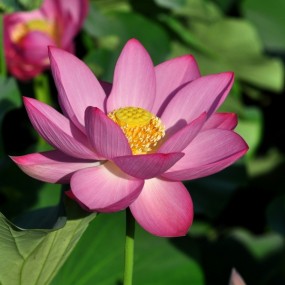 荷花2