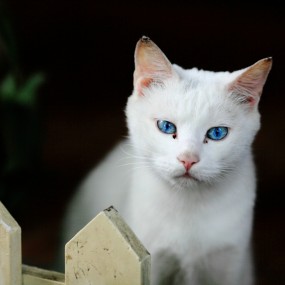 阿猫阿狗
