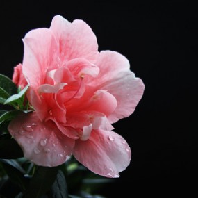 一朵杜鹃花