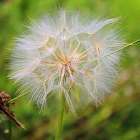 毛毛草