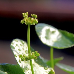 水珠和植物