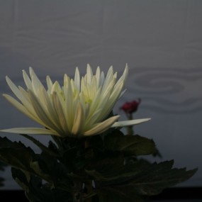 秋花静美