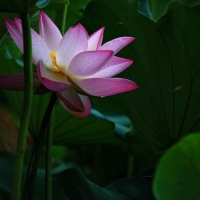 莲湖公园荷花