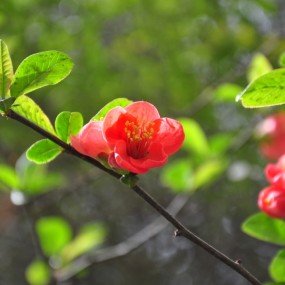 春花
