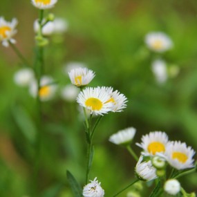 野花野草