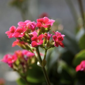 妈妈的花
