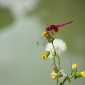 蜻蜓